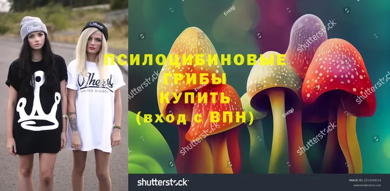 закладки  Ладушкин  Псилоцибиновые грибы Cubensis 